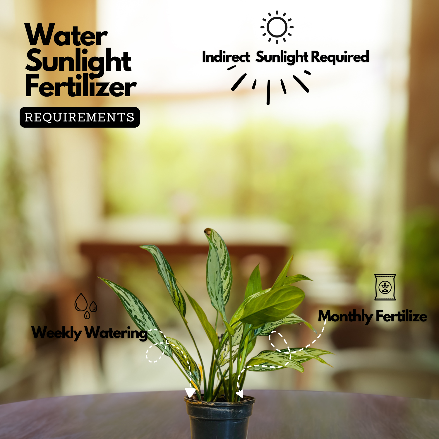 Aglaonema Silver Queen (Aglaonema commutatum) Live Plant (Home & Garden)