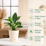 Peace Lily | Indoor Air-Purifying Plant | Flowering Spathiphyllum in 4-Inch Self-Watering Pot | Perfect for Home & Office Décor (Pot Colour May Vary)