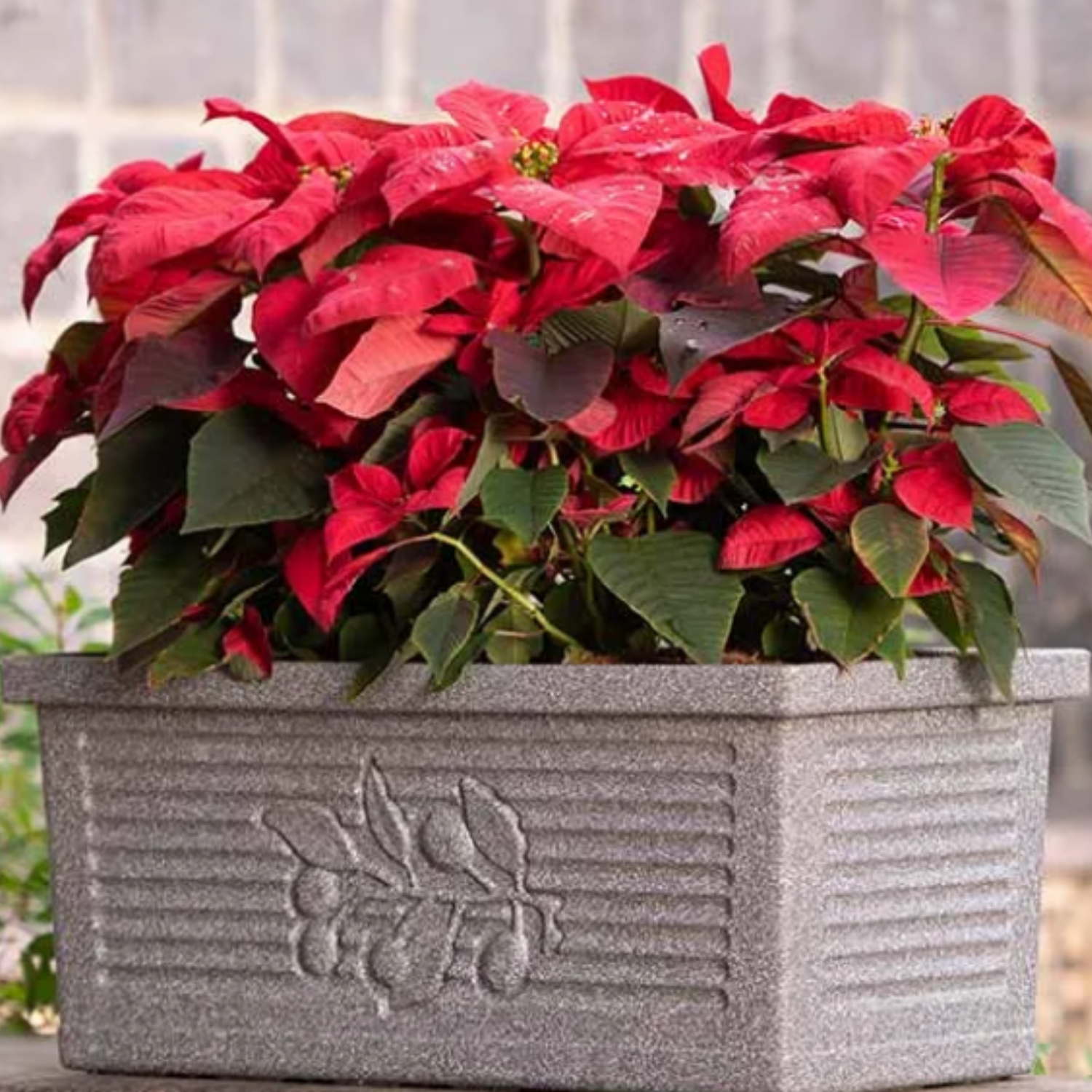 Flora Rectangle Rotomolded Plastic Pot for Home & Garden (Pack Of 1, Brown Stone Finish)