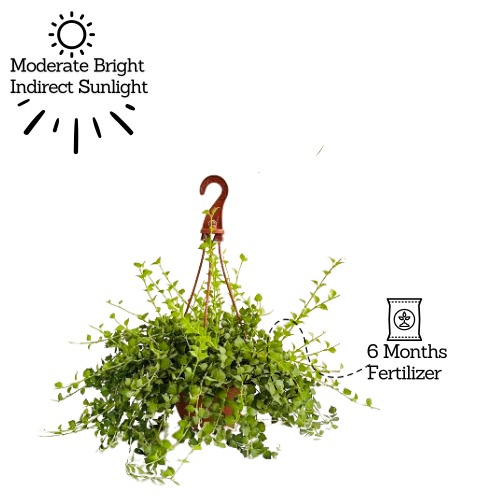 Dischidia Hanging Plant With Pot