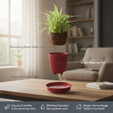 Hug A Plant | Spider Plant | Chlorophytum Live Air-Purifying Plant in 5-Inch Self-Watering Pot | Ideal for Home & Office Décor (Pot Colour May Vary Depending On Availability)