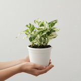 Scindapsus N’ Joy Pothos (Epipremnum aureum ‘N’Joy’) In 4 Inch Pot | Indoor Air-Purifying Variegated Money Plant | Ideal for Home & Office Décor