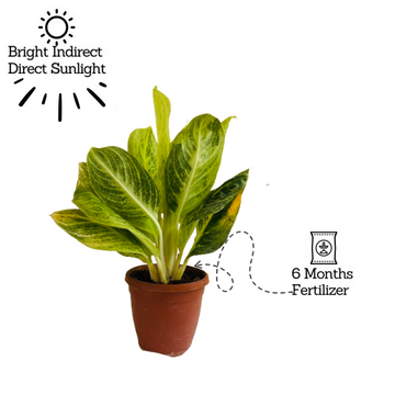 aglaonema direct sunlight Aglaonema 