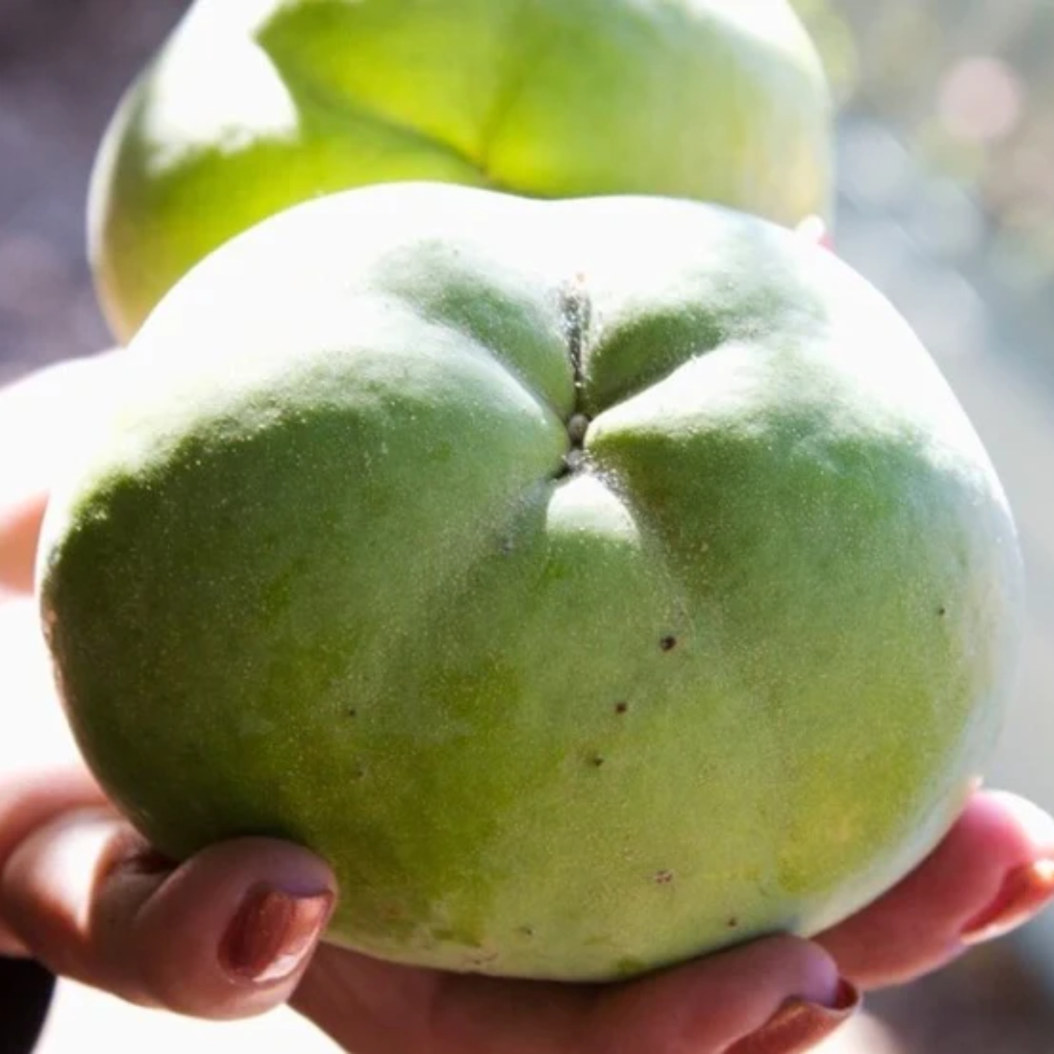 White Sapote Fruit (Casimiroa Edulis) Seedling Fruit Plant (Home & Garden Plants)