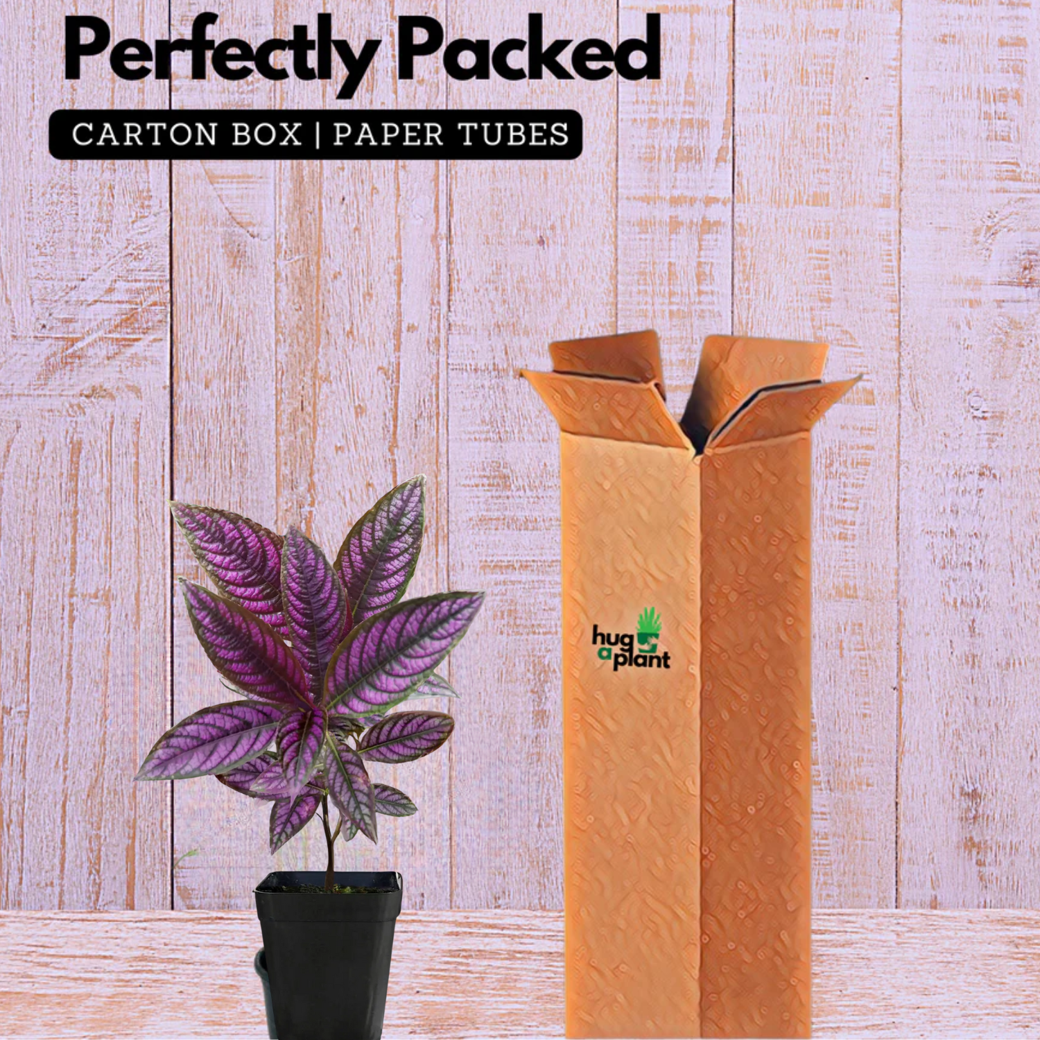 Peacock Plant, Persian Shield - Strobilanthes Dyerianus Live Plant (Home & Garden)