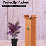 Peacock Plant, Persian Shield - Strobilanthes Dyerianus Live Plant (Home & Garden)