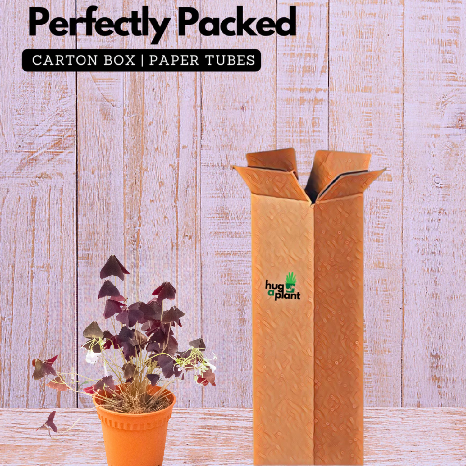 Oxalis Triangularis - Purple Shamrock, Butterfly Oxalis, Butterfly Plant Live Plant (Home & Garden)