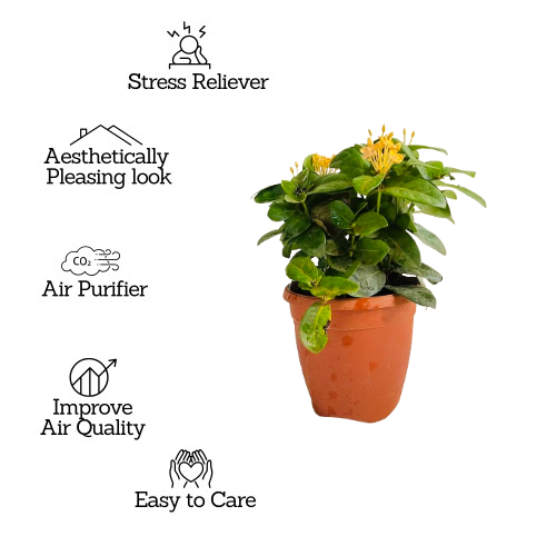 Yellow Ixora Miniature / Chethi (Ixora coccinea) Flowering/Ornamental Live Plant (Home & Garden)