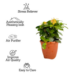 Yellow Ixora Miniature / Chethi (Ixora coccinea) Flowering/Ornamental Live Plant (Home & Garden)