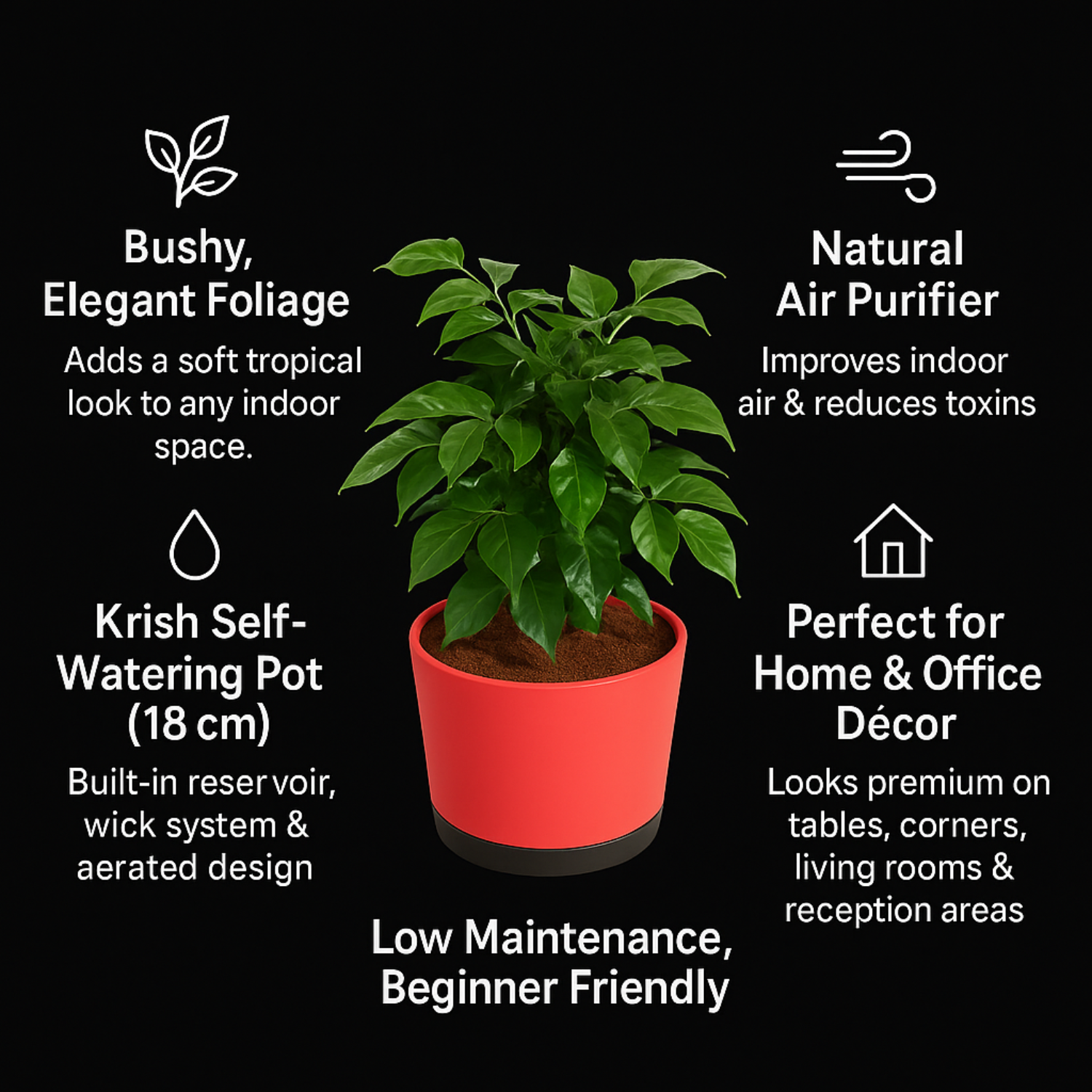 China Baby Doll Plant (Radermachera sinica) – Live Indoor Air-Purifying Plant in 18 cm Krish Self-Watering Pot | Low-Maintenance, Ornamental Houseplant for Home & Garden (Pot Colour Mary Depending On Availability)