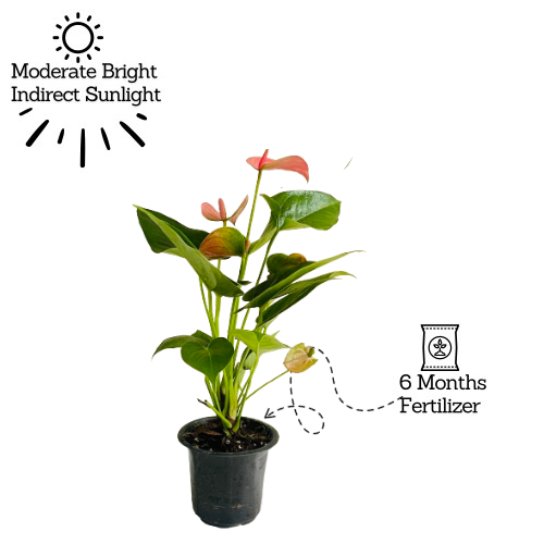 Pink Anthurium (Anthurium andraeanum) Flowering/Ornamental Live Plant (Home & Garden)