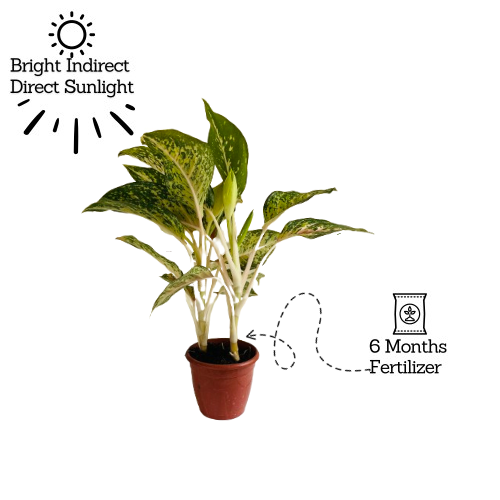 Aglaonema Hybrid Peacock- Live Plant (Home & Garden)