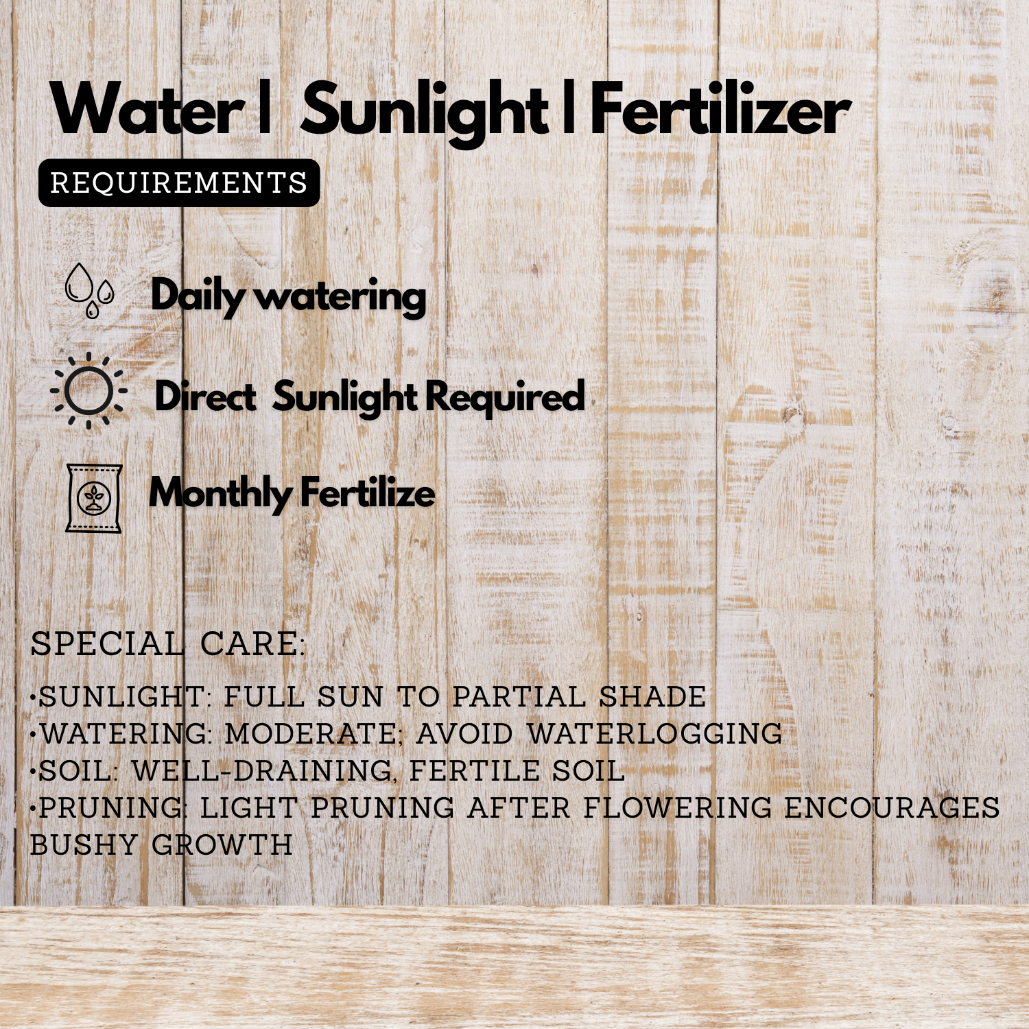 Congea Pink (Wynorg Congea) - Pink Petrea Vine Creeper Flowering/Ornamental Live Plant (Home & Garden)