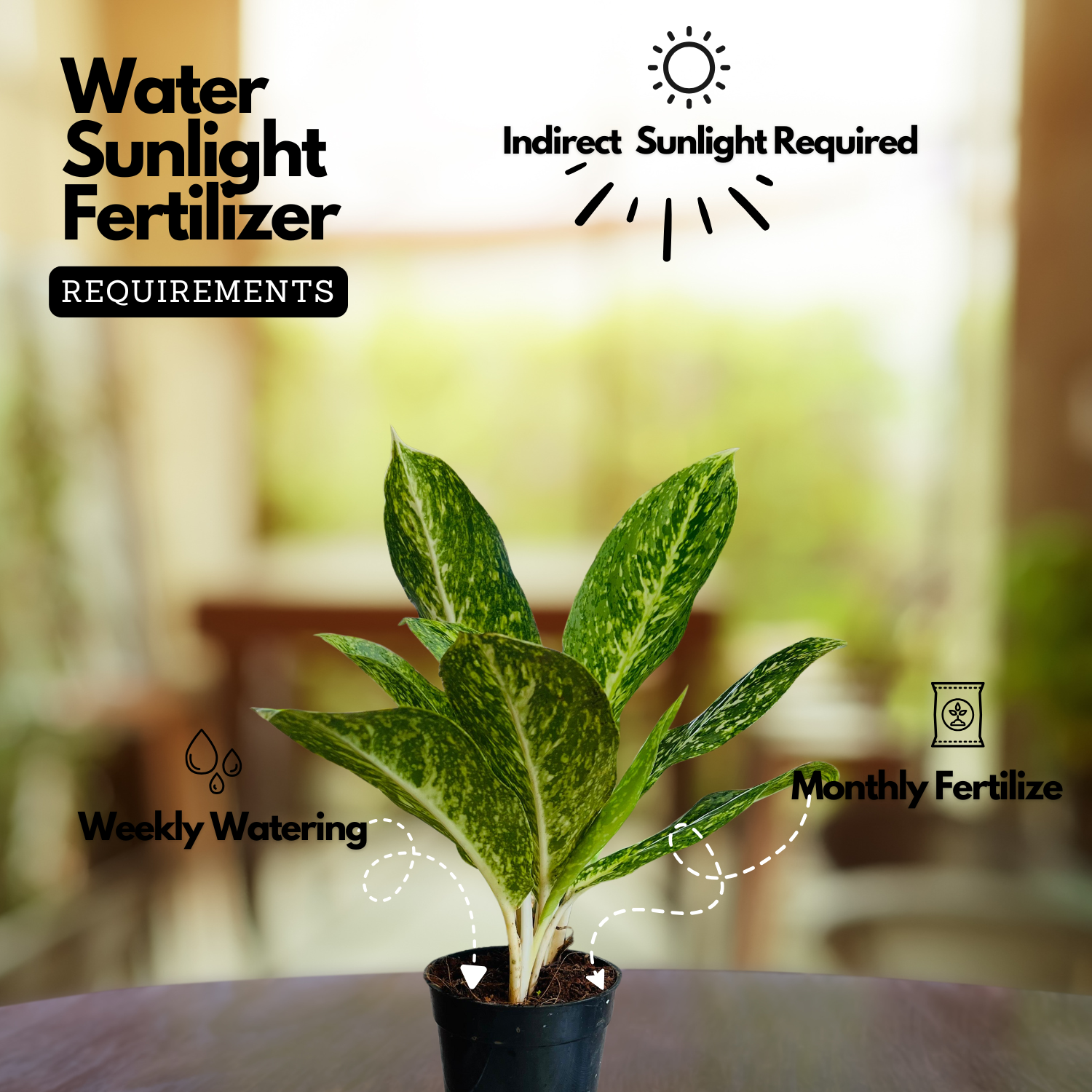 Aglaonema Butterfly (Aglaonema commutatum) Live Plant (Home & Garden)