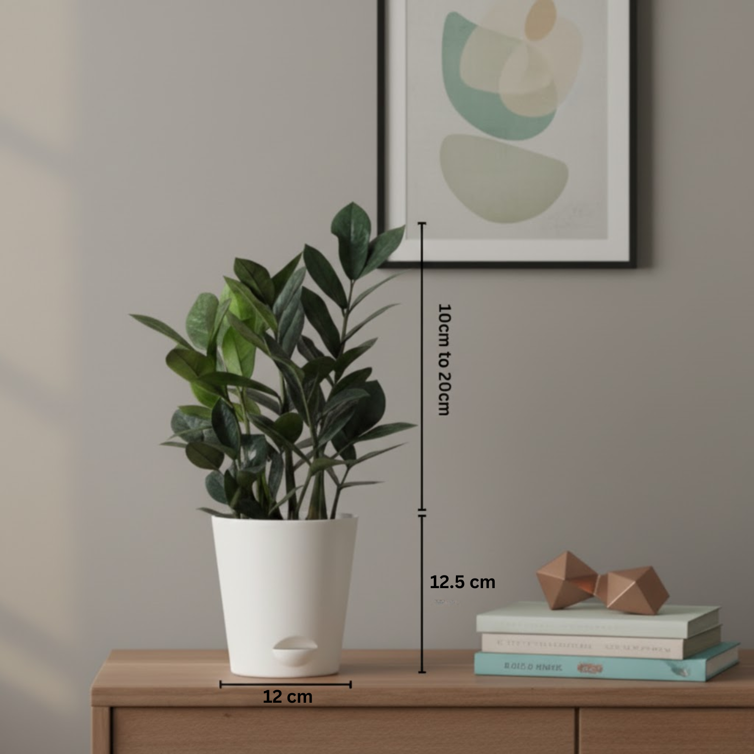 Black ZZ Plant (Raven Zamioculcas zamiifolia) in 5 Inch Slef-watering Pot | Indoor Air-Purifying | Low-Maintenance | Perfect for Home & Office (Pot Colour May Vary On Availability)