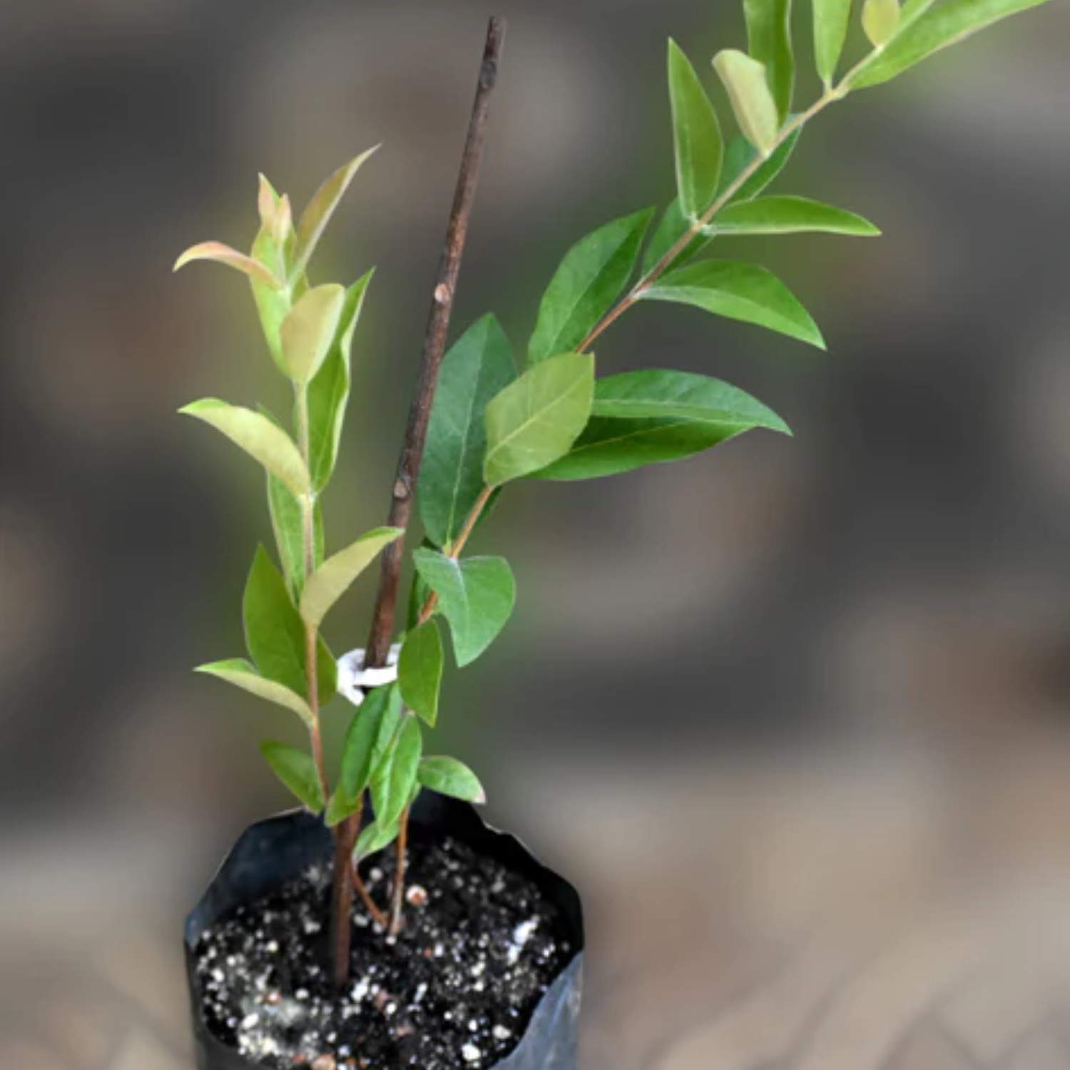 Ubajai Fruit (Eugenia Myrcianthes) Seedling Fruit Plant (Home & Garden Plants)