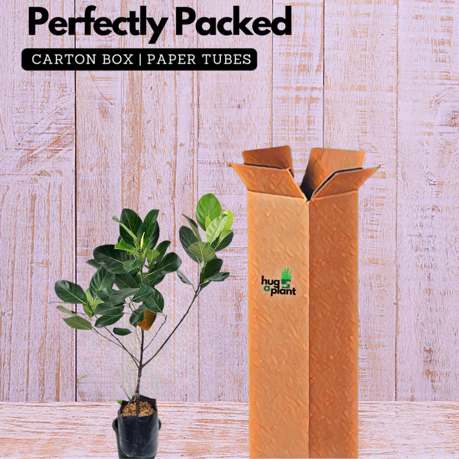 Sindoor Jackfruit Grafted Live Plant (Home & Garden)