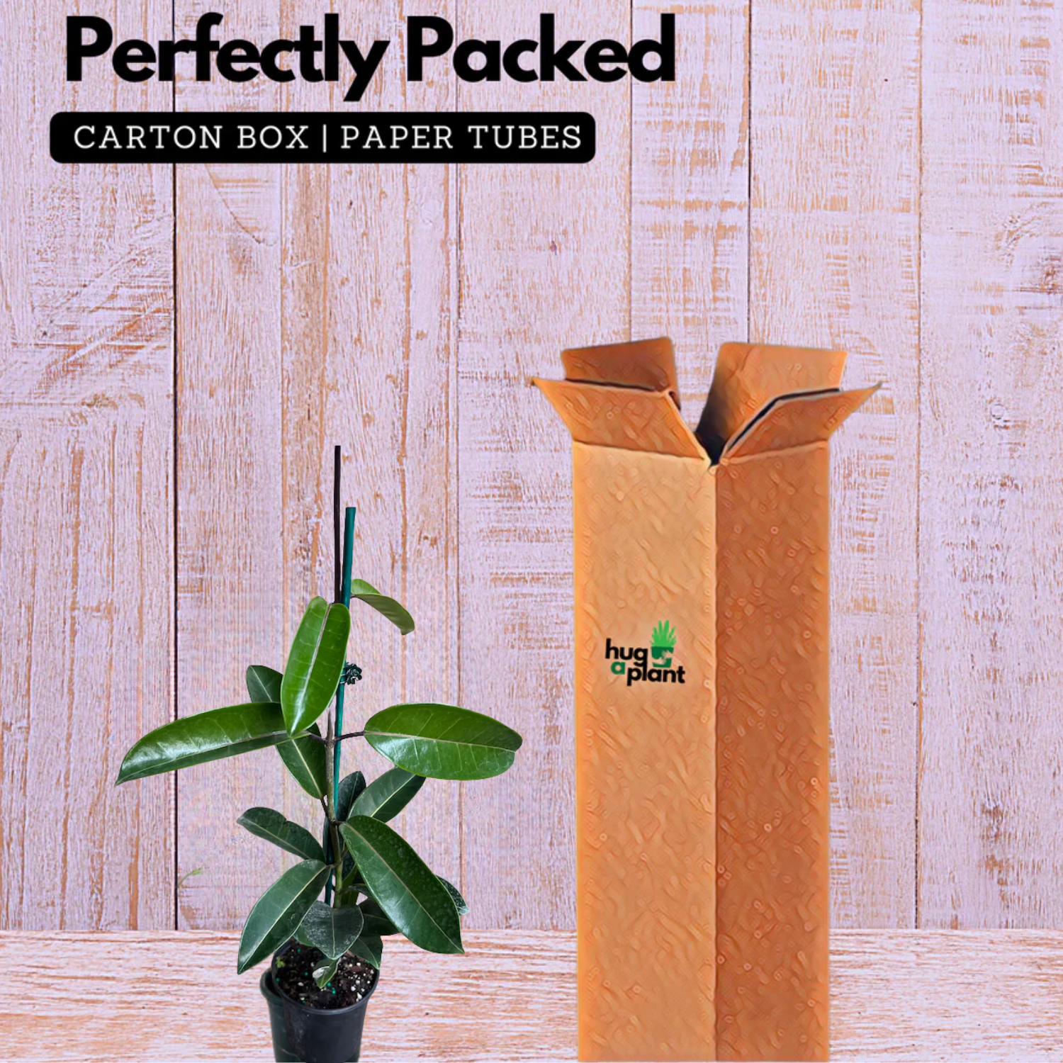 Madagascar Jasmine(Stephanotis floribunda)Live Plant (Home & Garden)