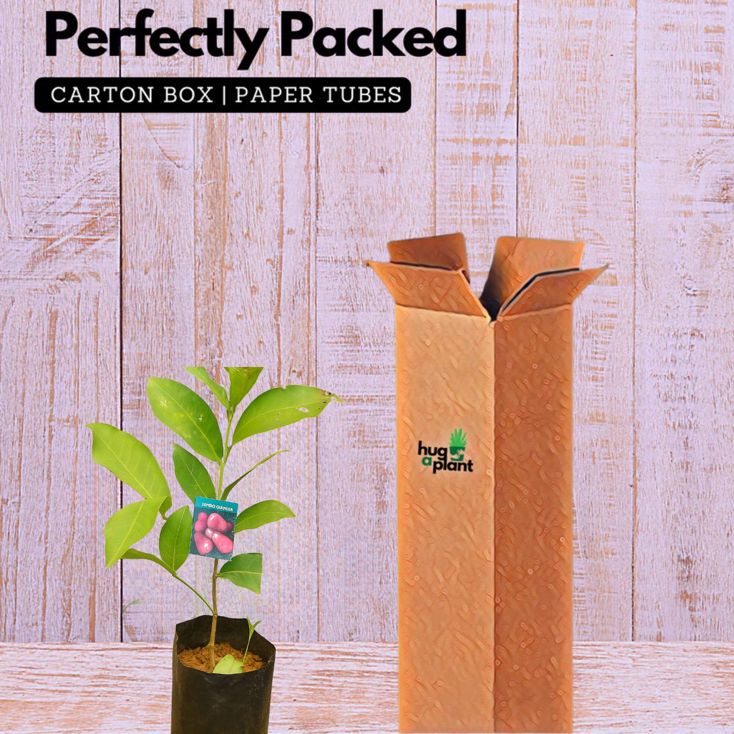 UmmerChampa (Syzygium samarangense)Live Plant (Home & Garden)