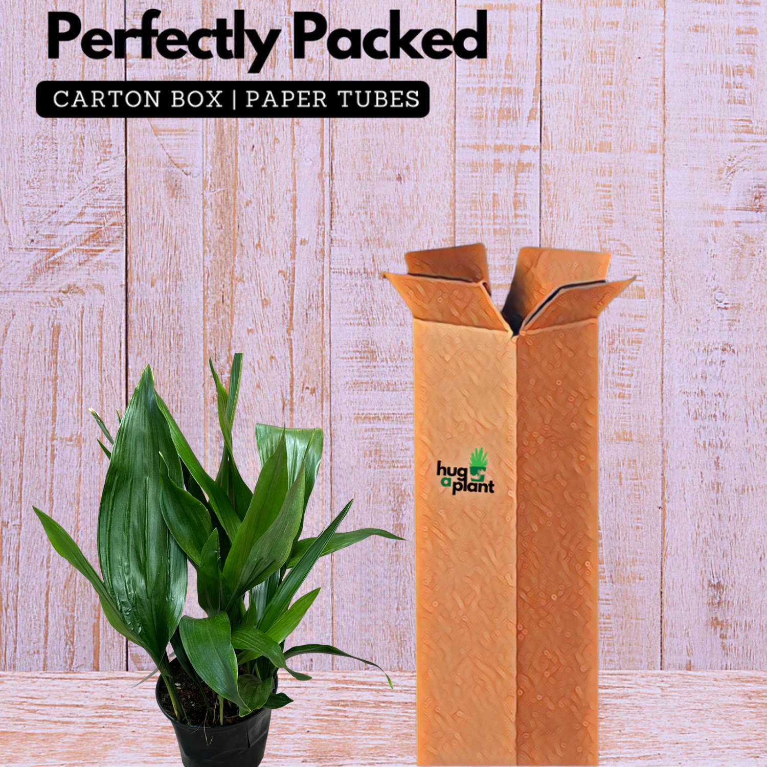 Cast Iron Plant (Aspidistra Elatior)(Bar-Room Plant)Live Plant (Home & Garden)