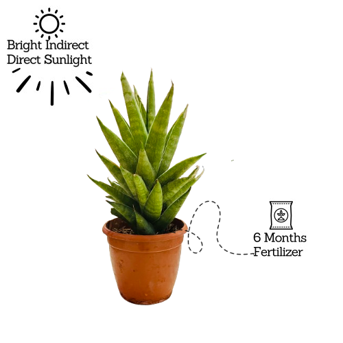 Sansevieria Hybrid Tower - Live Plant (Home & Garden)