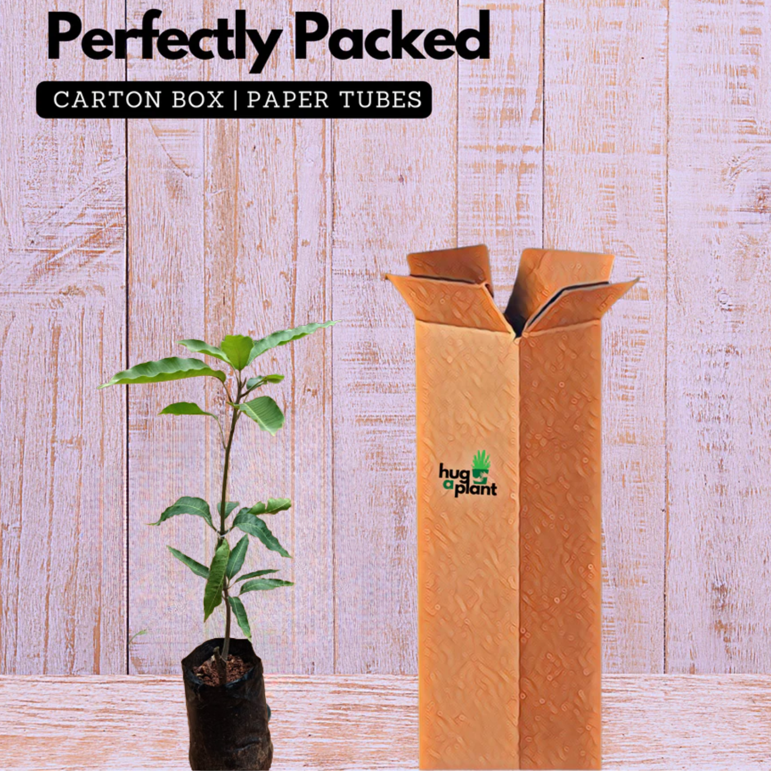 Chakkara Mango  (Grafted) (Mangifera indica) Fruit Live Plant (Home & Garden)