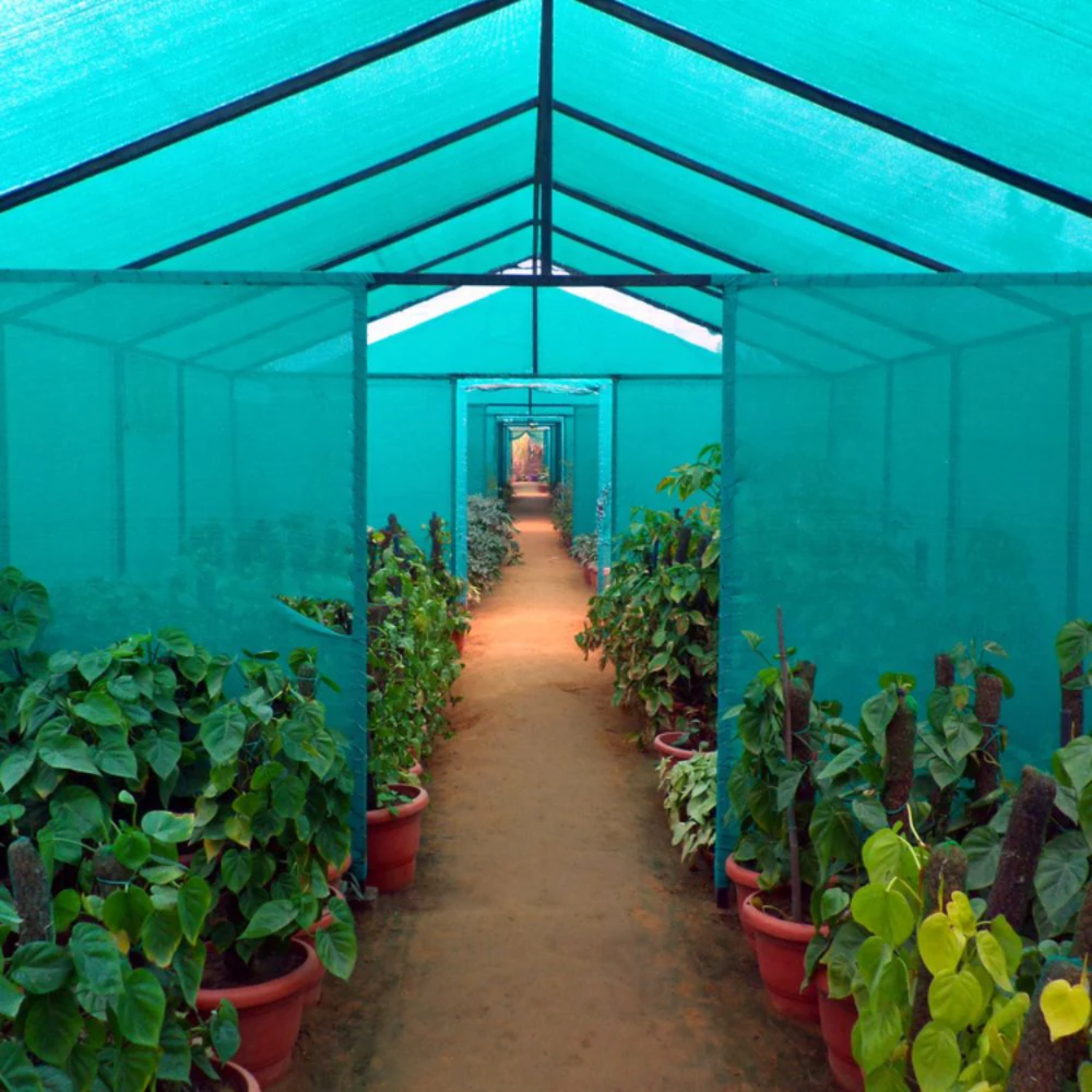 Green ShadeNet | UV Protected & Heavy-Duty AgroNet | Sunblock for Terrace Garden, Greenhouse, Balcony & Outdoor Use | Durable Plant Protection Net