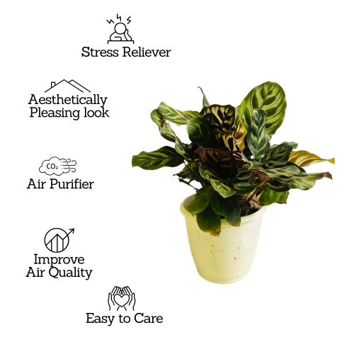 Calathea Makoyana - Live Plant (Home & Garden)