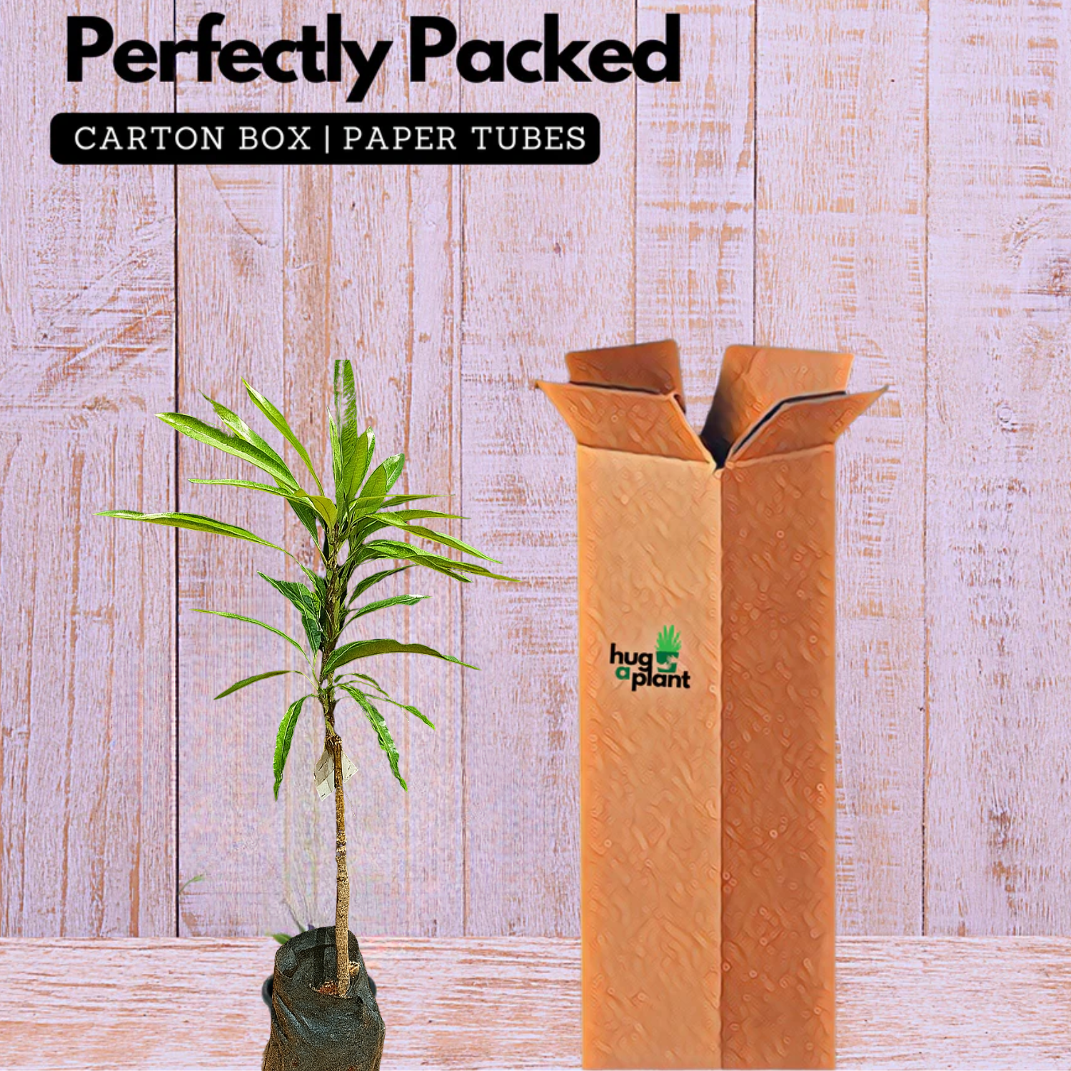 Kosseri Mango Grafted Fruit Plant (Home & Garden Plants)