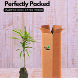 Kosseri Mango Grafted Fruit Plant (Home & Garden Plants)