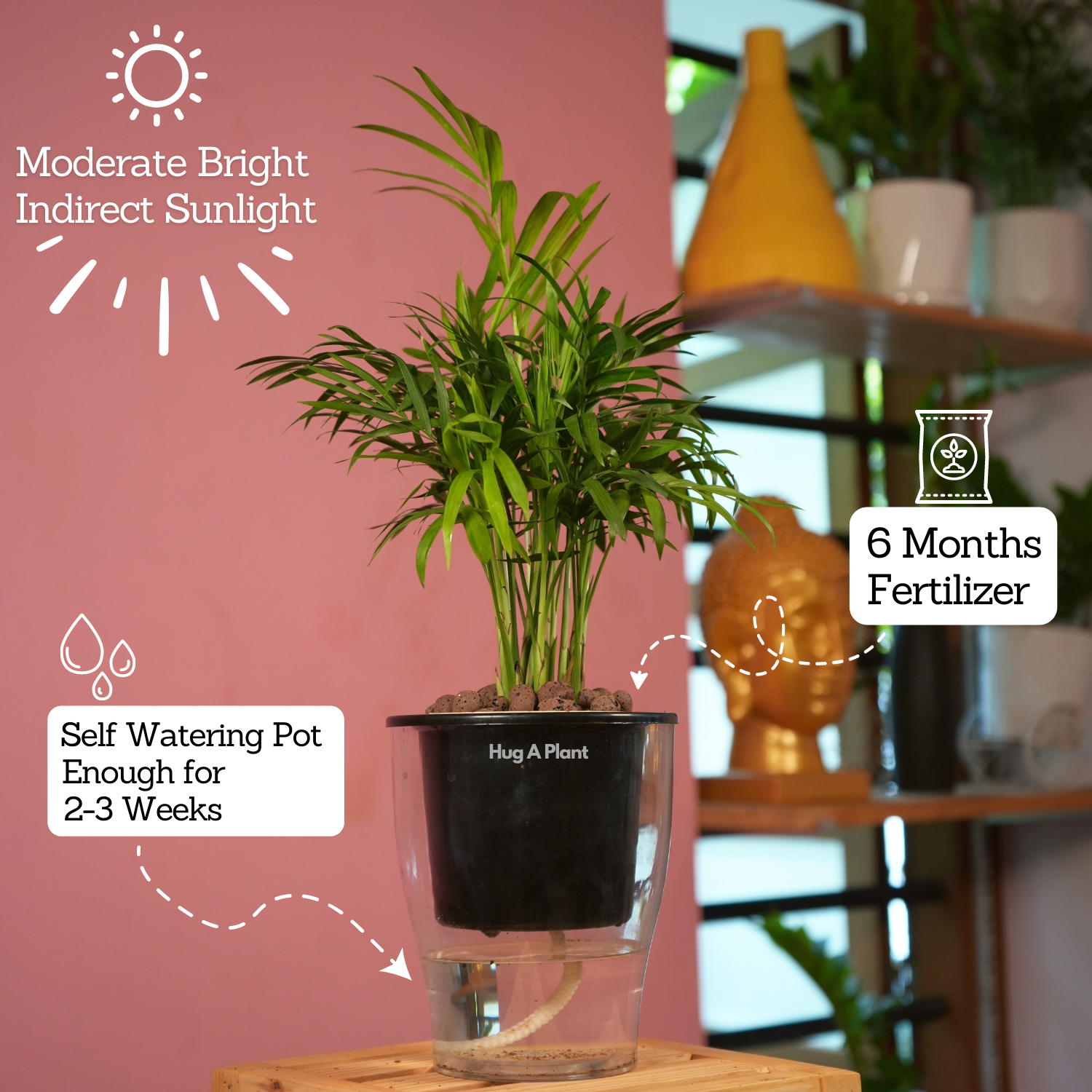 Chamaedorea Palm (Chamaedorea seifrizii) - Live Plant (With 5 Inch Self-Watering Pot & Plant)
