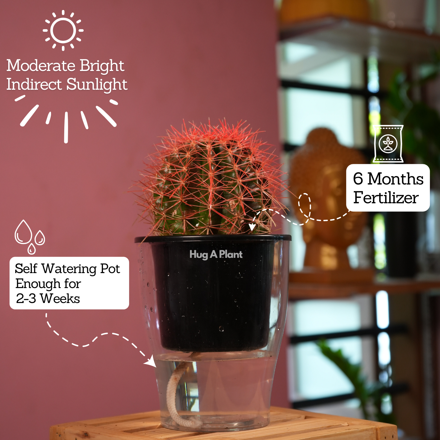 Ball Cactus Red (echinocactus grusonii) - Live Plant (With 5 Inch Self-Watering Pot & Plant)