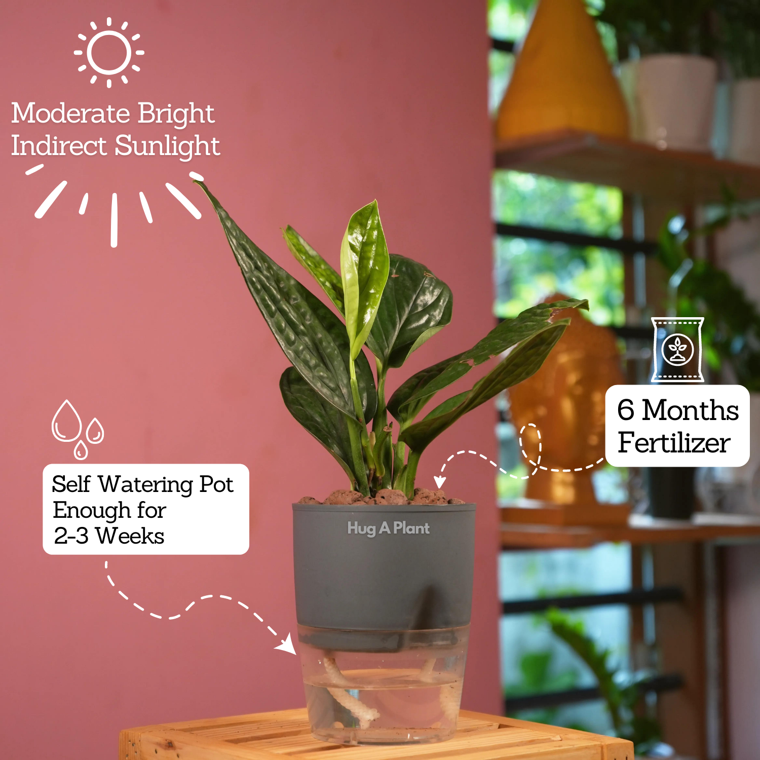 Monstera Peru (Monstera karstenianum)- Live Plant (With 4 Inch Self-Watering Pot & Plant)