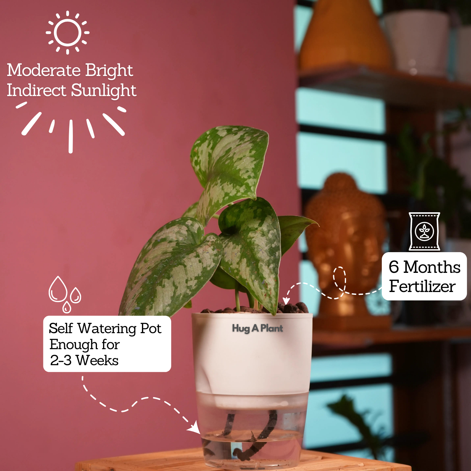 Silver Pictus / Silver Satin Pothos - Live Plant ( 4 Inch With Self-Watering Pot & Plant)