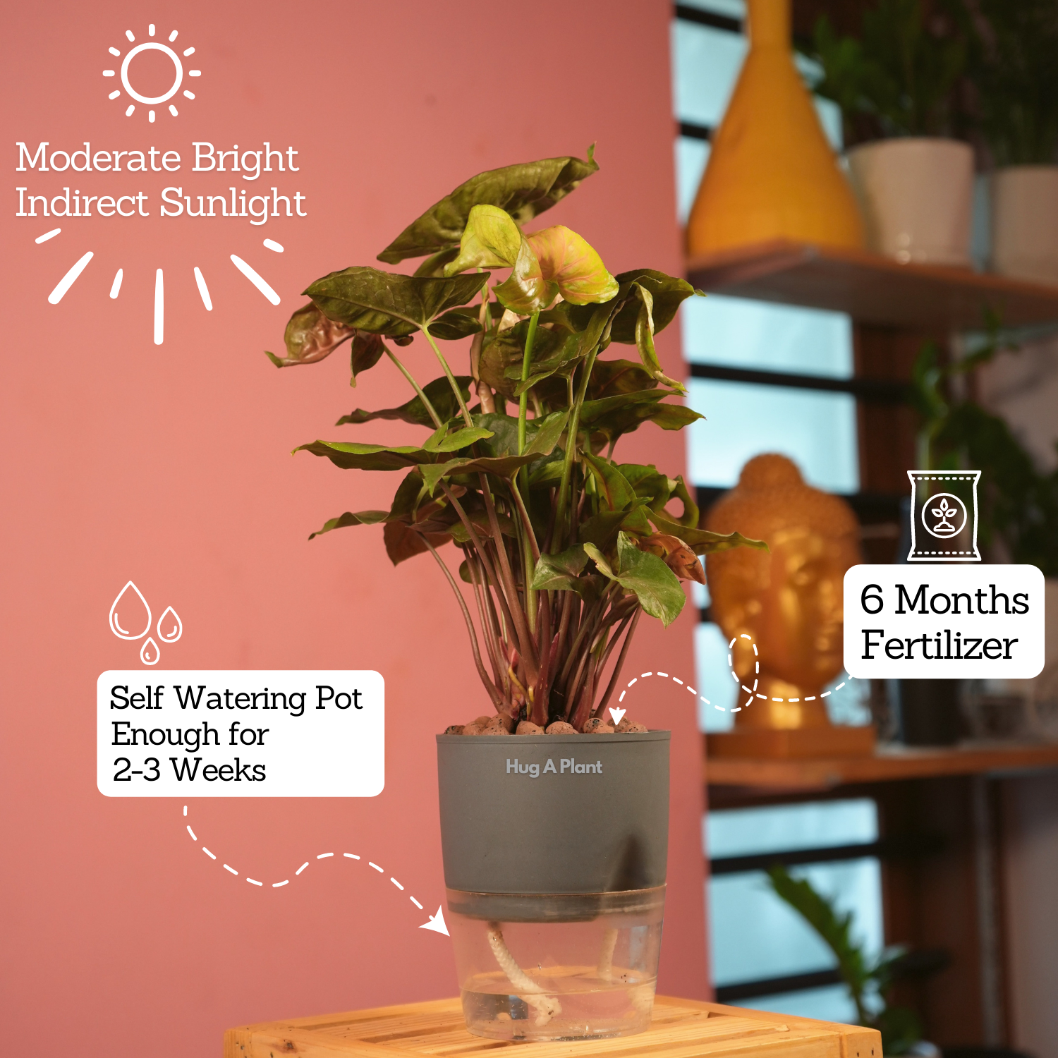 Syngonium Red Plum Plant (Pink veins) - Live Plant (With Self-Watering Pot & Plant)