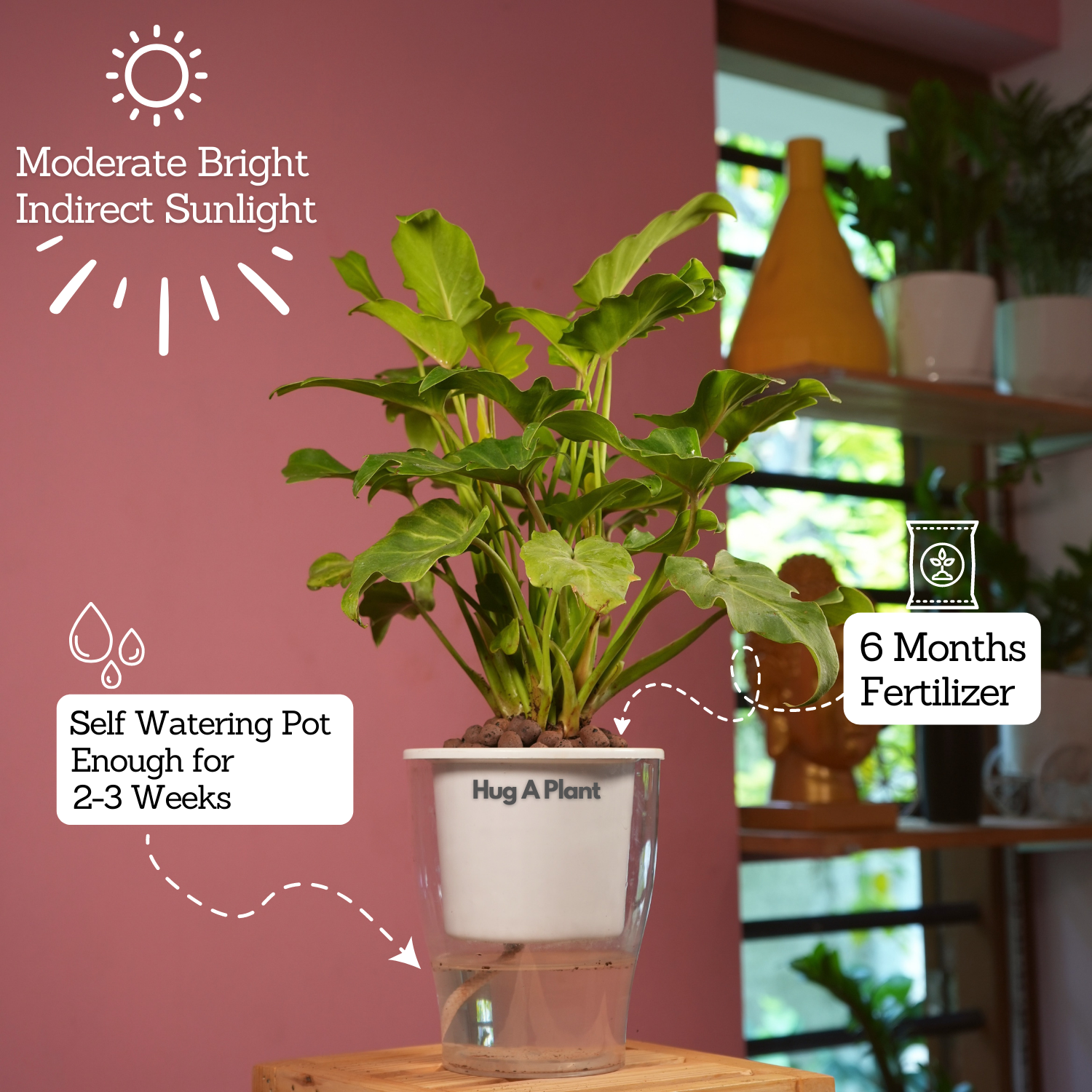 Philodendron Xanadu Golden (Thaumatophyllum Xanadu)- Live Plant (With 5 Inch Self-Watering Pot & Plant)