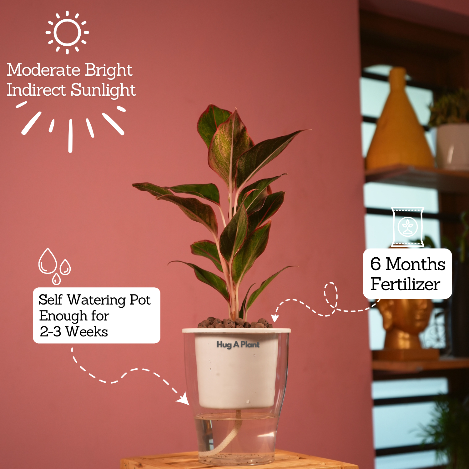 Aglaonema Lipstick - Live Plant (With 5 Inch Self-Watering Pot & Plant)