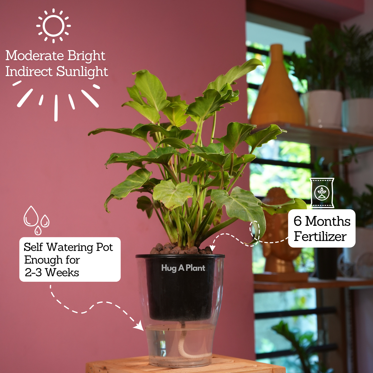 Philodendron Xanadu Golden (Thaumatophyllum Xanadu)- Live Plant (With 5 Inch Self-Watering Pot & Plant)