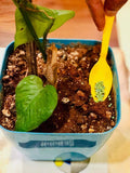 Hug A Plant | Basacote High K 6M Slow Releasing Fertilizer (13:5:18)(+2) For (Home & Garden)