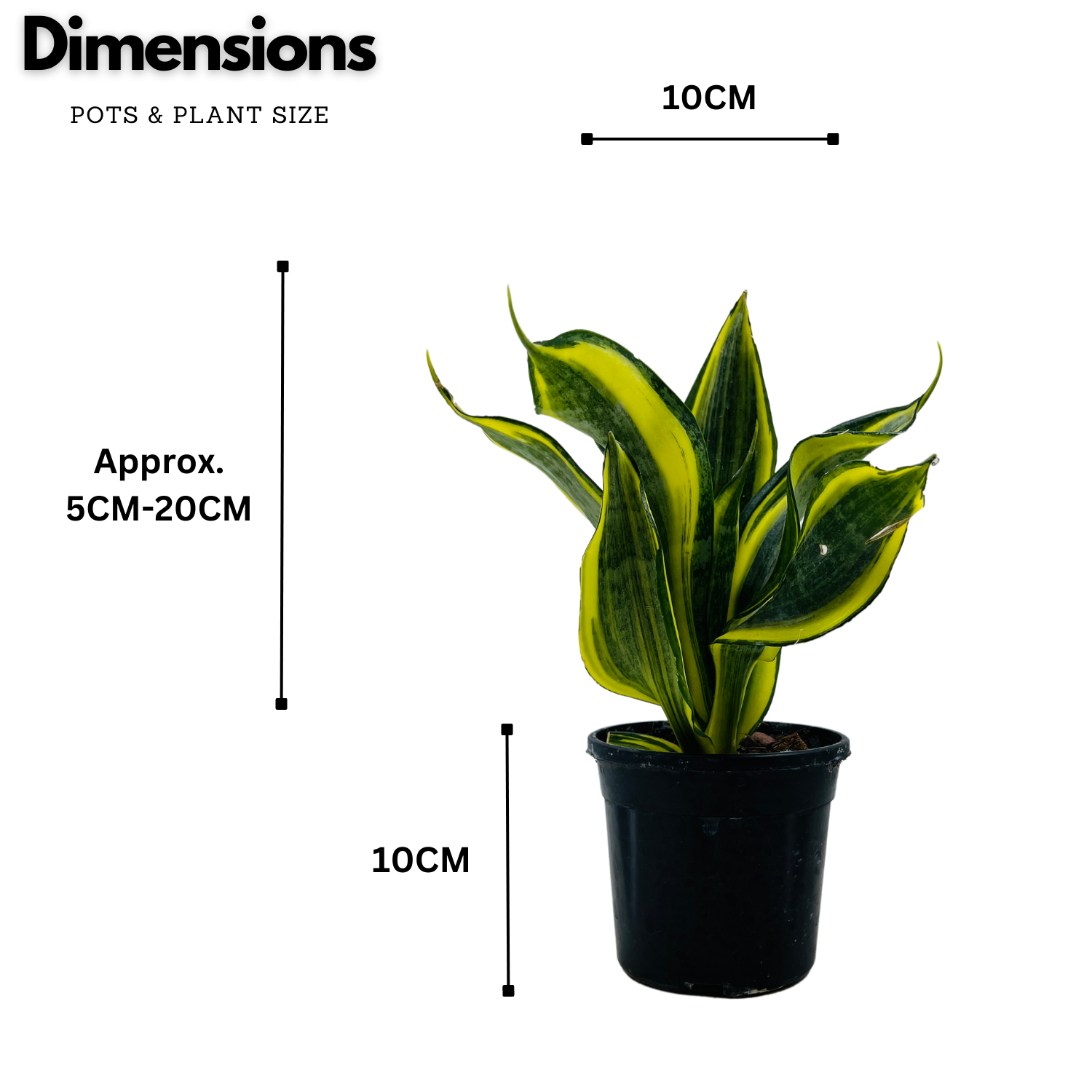 Sansevieria Crooked / Snake Plant (Dracaena trifasciata)- Live Plant in 4inch pot  (Home & Garden)