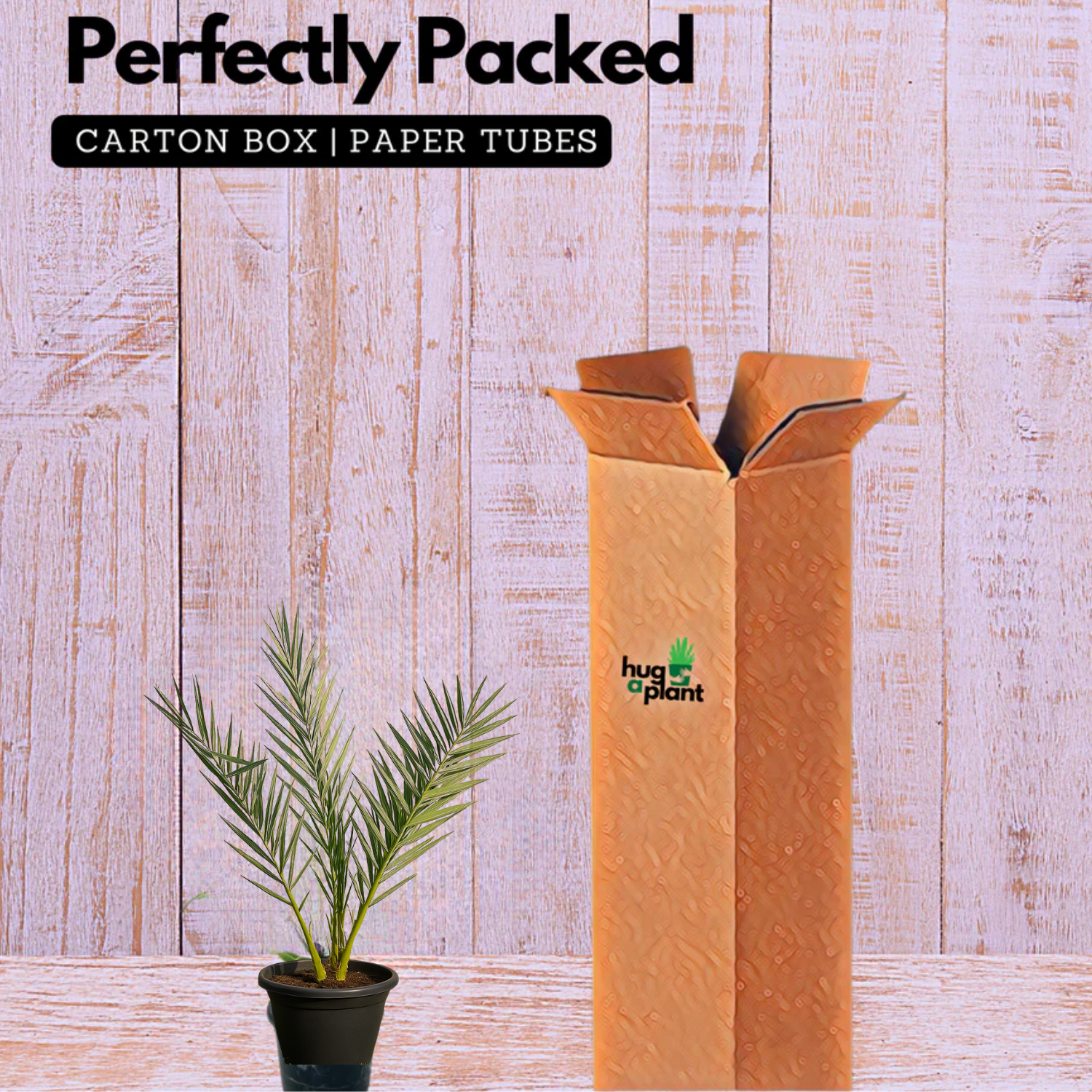 Dates Palm(Phoenix dactylifera) Live Plant (Home & Garden)