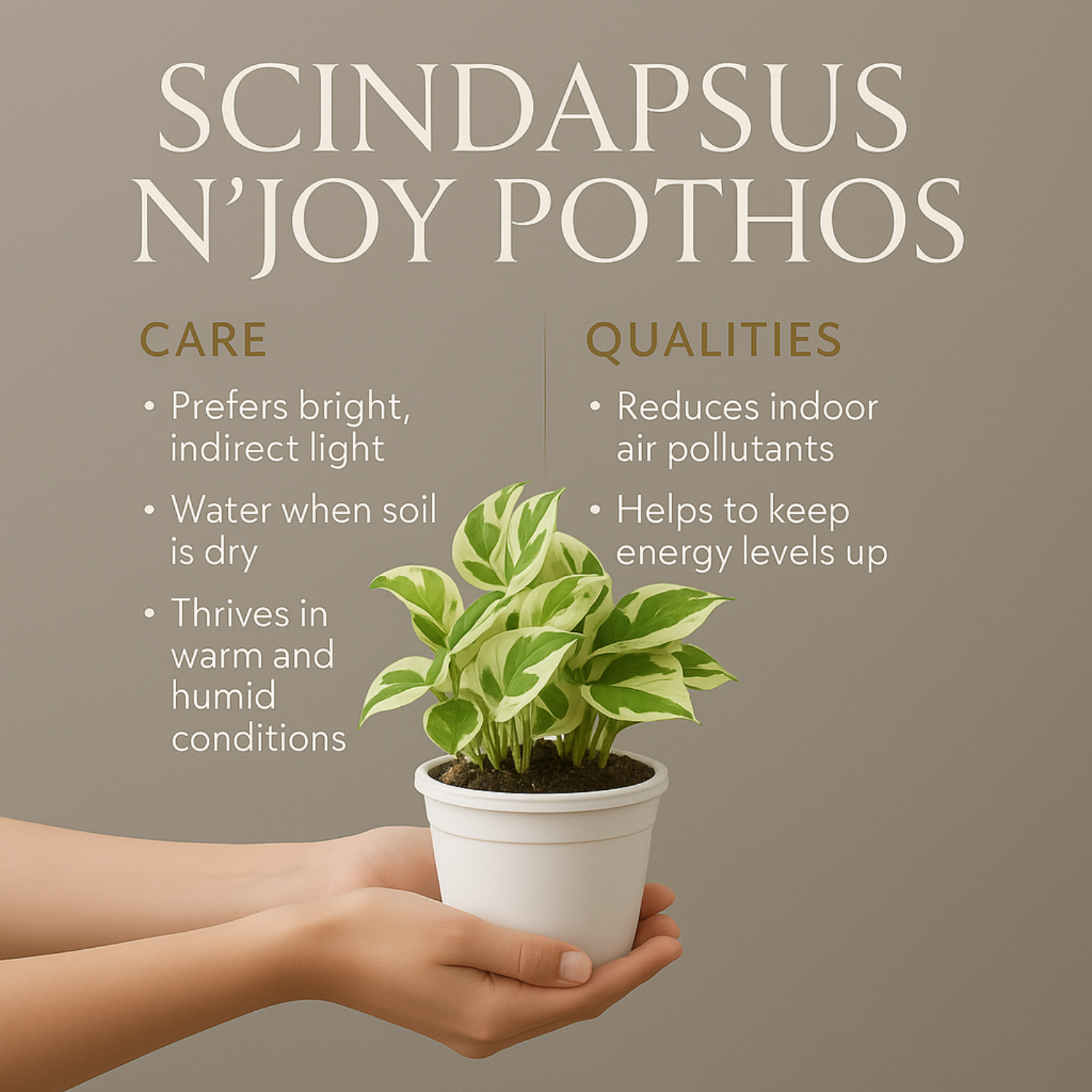 Scindapsus N’ Joy Pothos (Epipremnum aureum ‘N’Joy’) In 4 Inch Pot | Indoor Air-Purifying Variegated Money Plant | Ideal for Home & Office Décor