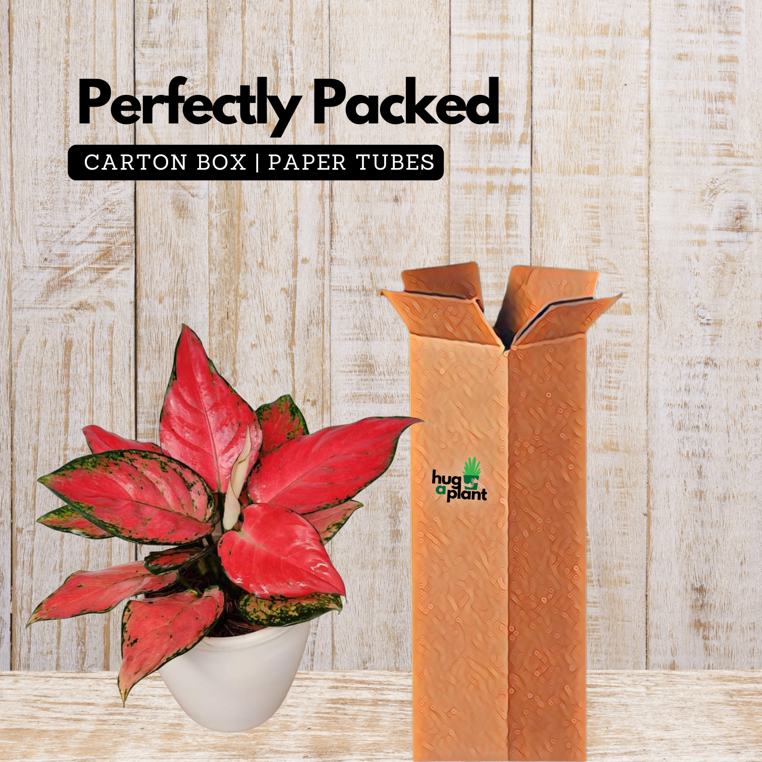aglaonema modestum red Aglaonema Diamond Red (Aglaonema modestum)Live Plant (Home & Garden) – Hug A Plant