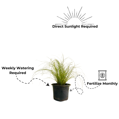 Mexican Feather Grass - Ornamental Plant Live Plant (Home & Garden)