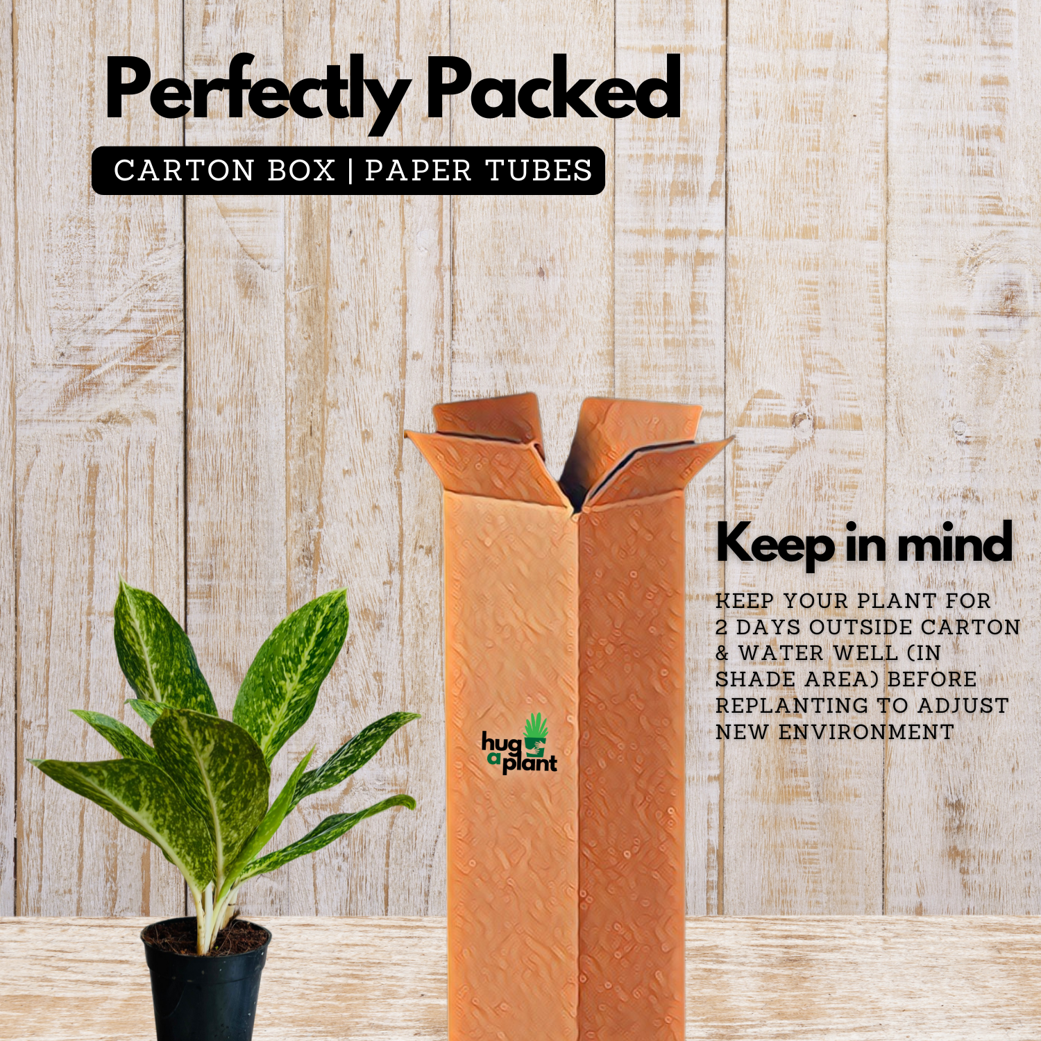 Aglaonema Butterfly (Aglaonema commutatum) Live Plant (Home & Garden)