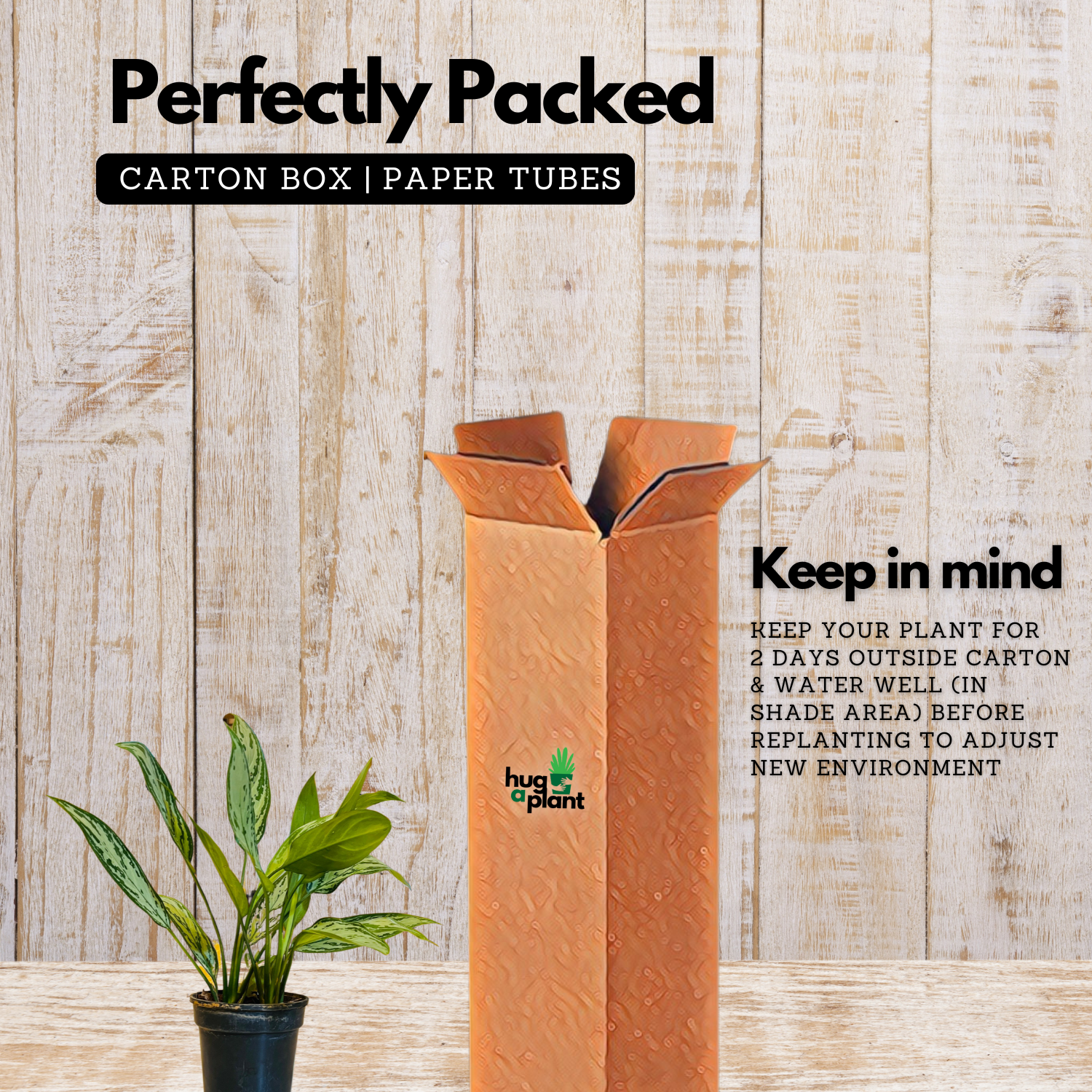 Aglaonema Silver Queen (Aglaonema commutatum) Live Plant (Home & Garden)