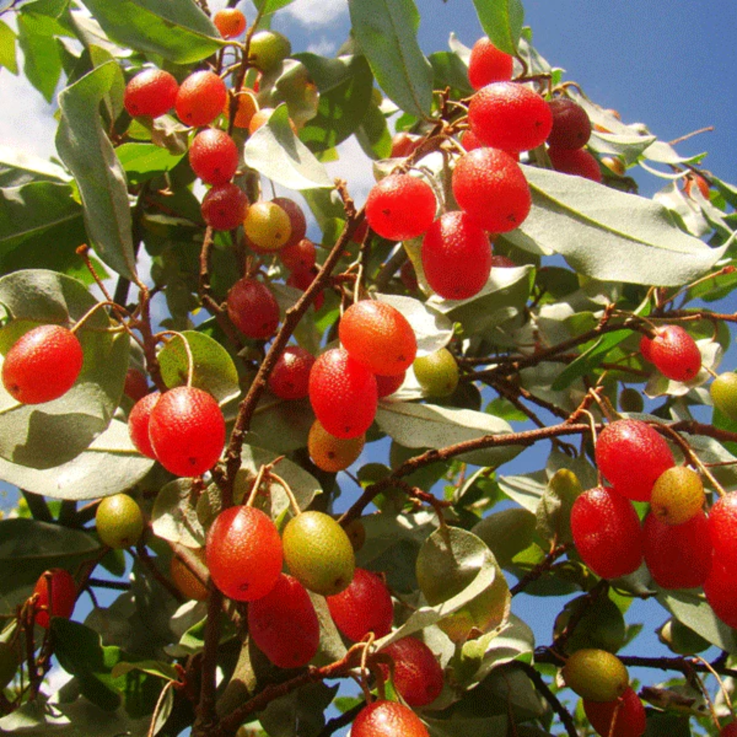 Silver Berry (Elaeagnus Commutata) Layered Fruit Plant (Home & Garden Plants)