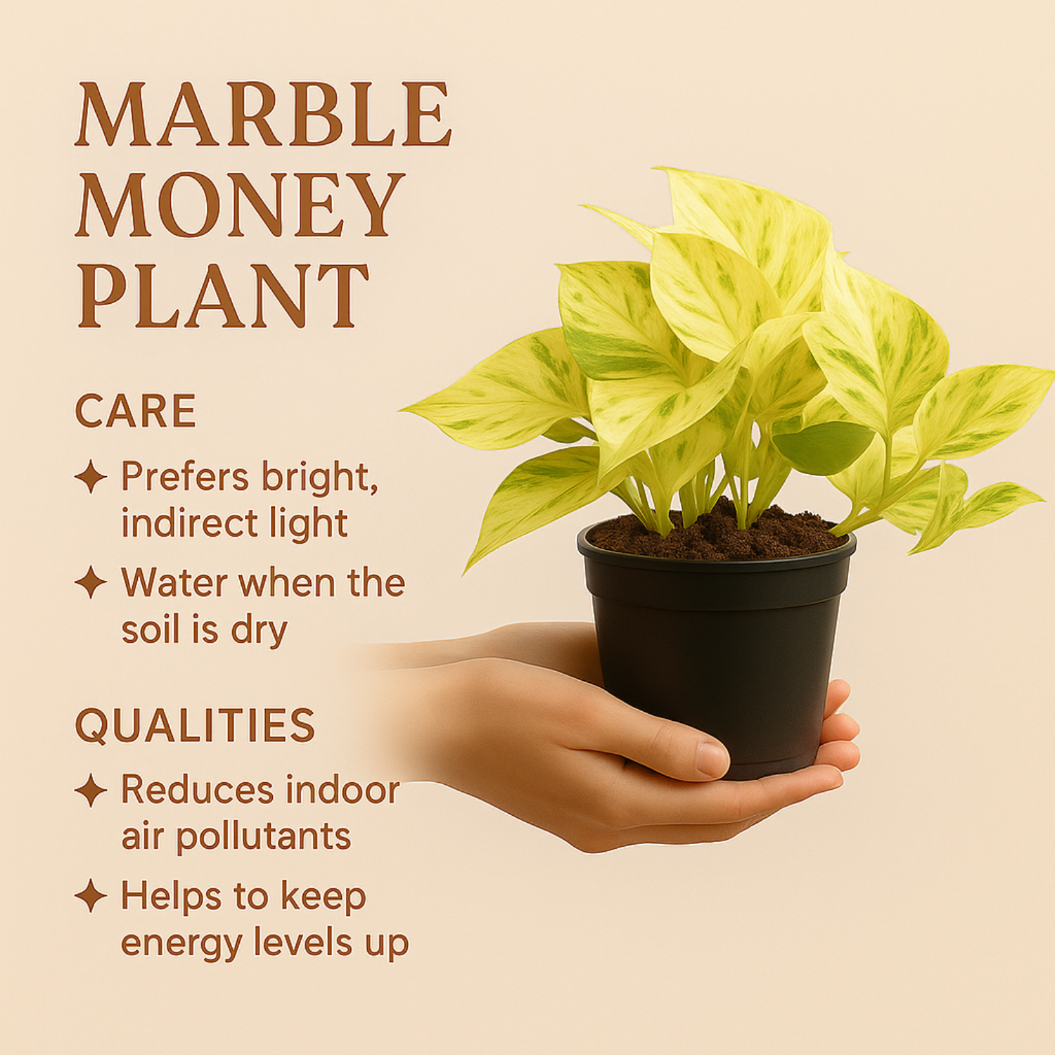 Marble Queen Money Plant (Epipremnum aureum ‘Marble Queen’) In 4 Inch Pot | Indoor Air-Purifying Decorative Live Plant For Home & Office