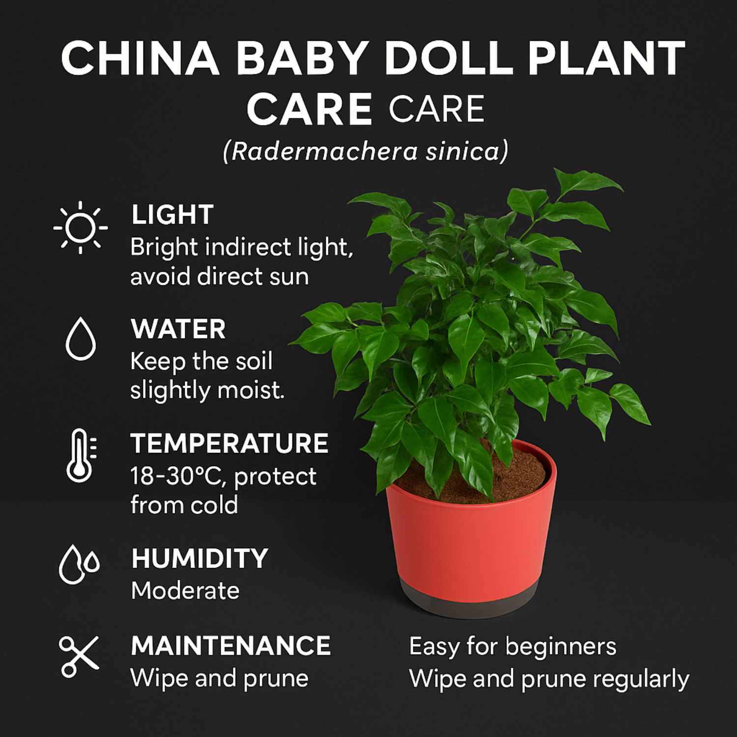 China Baby Doll Plant (Radermachera sinica) – Live Indoor Air-Purifying Plant in 18 cm Krish Self-Watering Pot | Low-Maintenance, Ornamental Houseplant for Home & Garden (Pot Colour Mary Depending On Availability)