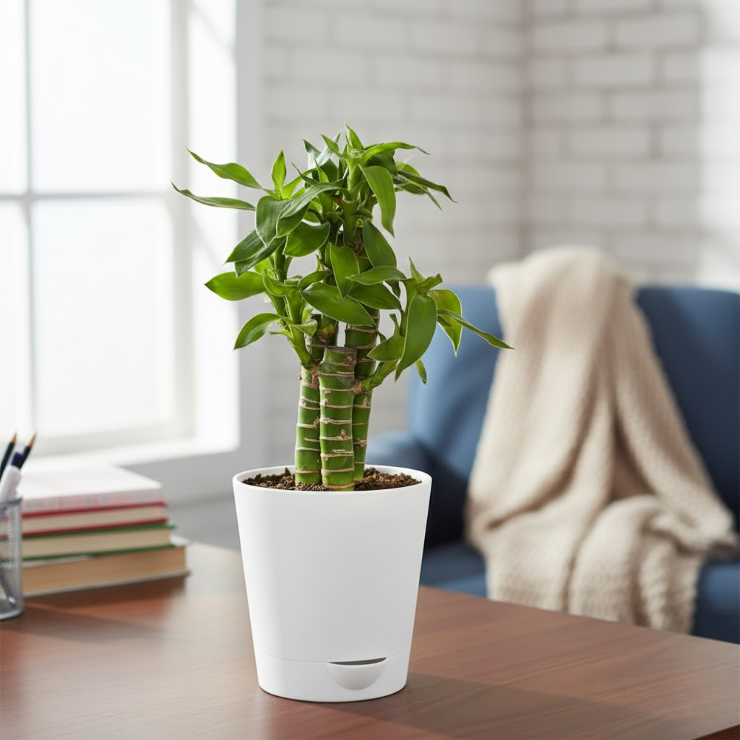 Lucky Plant Combo – Jade, Money Plant & Lotus Bamboo | 3 Live Indoor Plants in Krish 10cm Self-Watering Pots | Feng Shui & Vastu Good Luck Plants for Home & Office Décor (Pot Colour May Vary)